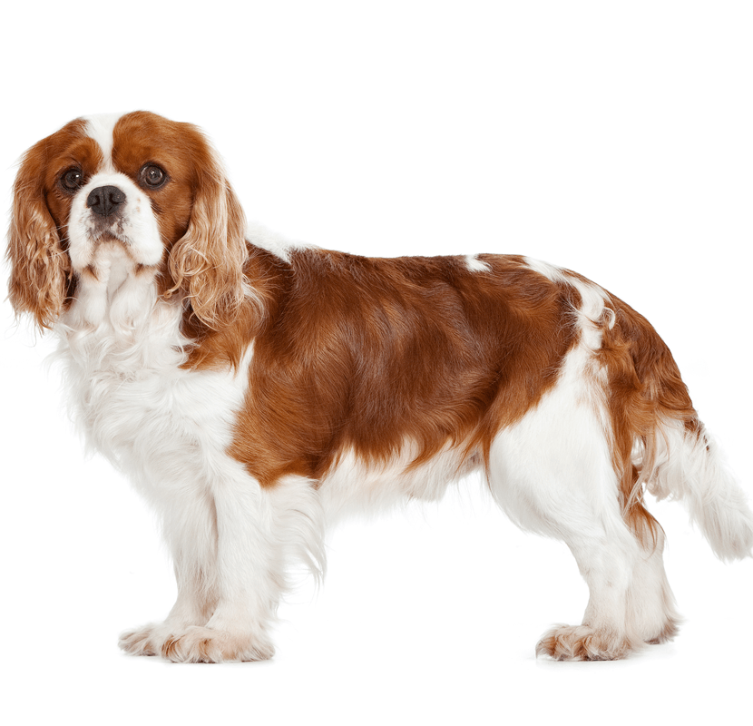 king-charles-spaniel-1