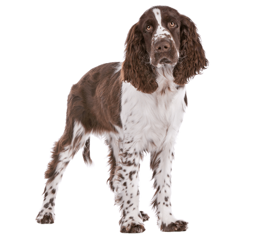 spaniel