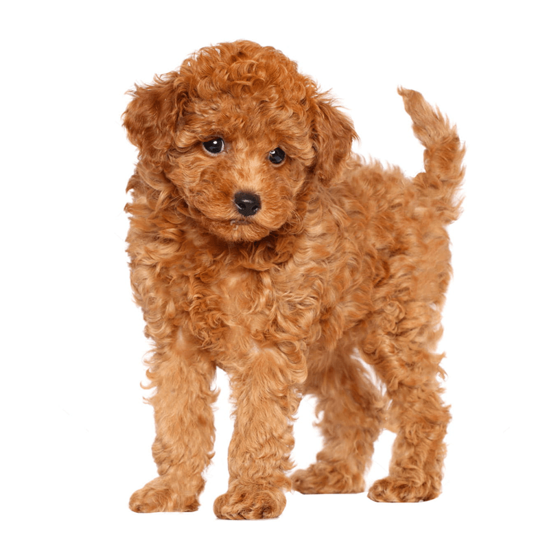 toy-poodle