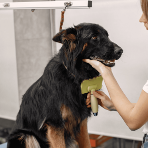 big-black-dog-getting-procedure-groomer-salon