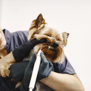 brushing-teeth-process-small-dog-sits-table-dog-brushed-by-professional