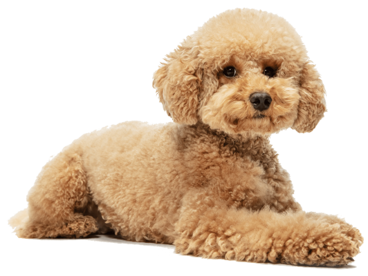 cute-puppy-maltipoo-dog-posing