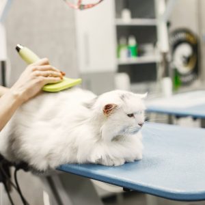 vet-with-brush-animals-woman-black-t-shirt-cat-couch